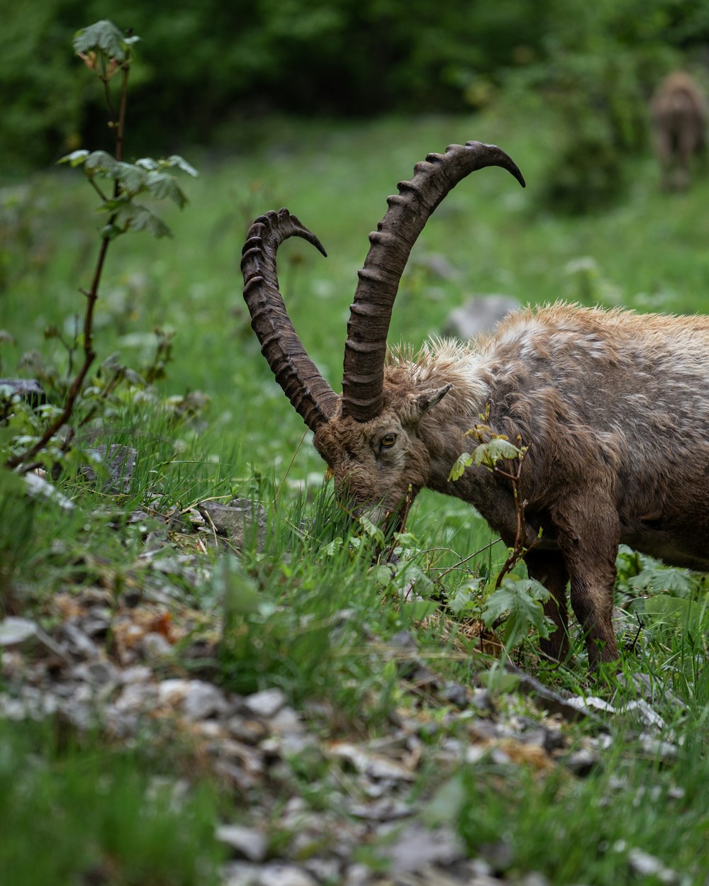 a goat with long horns grazing in a field