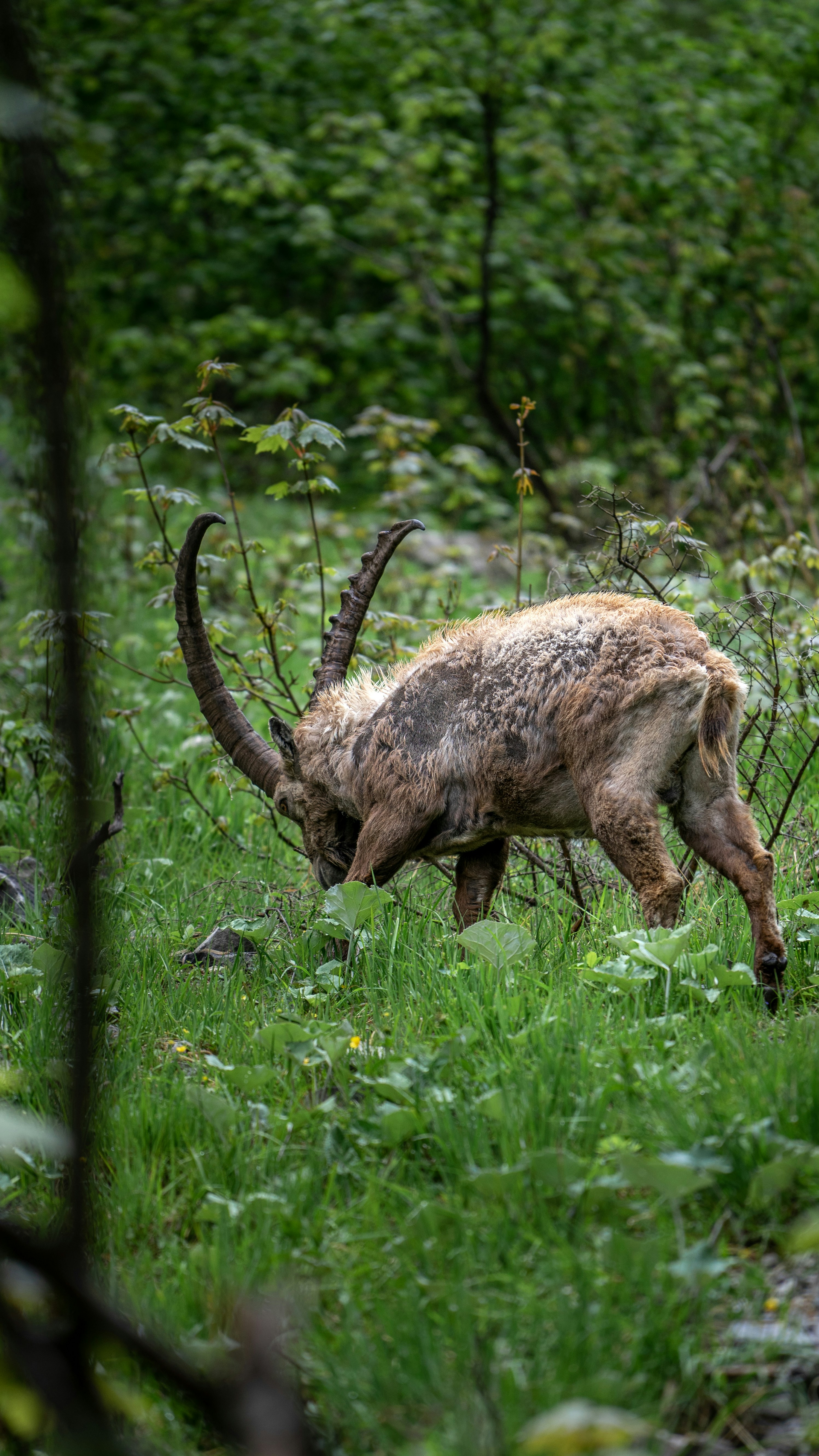 a horned animal grazing in a field of grass