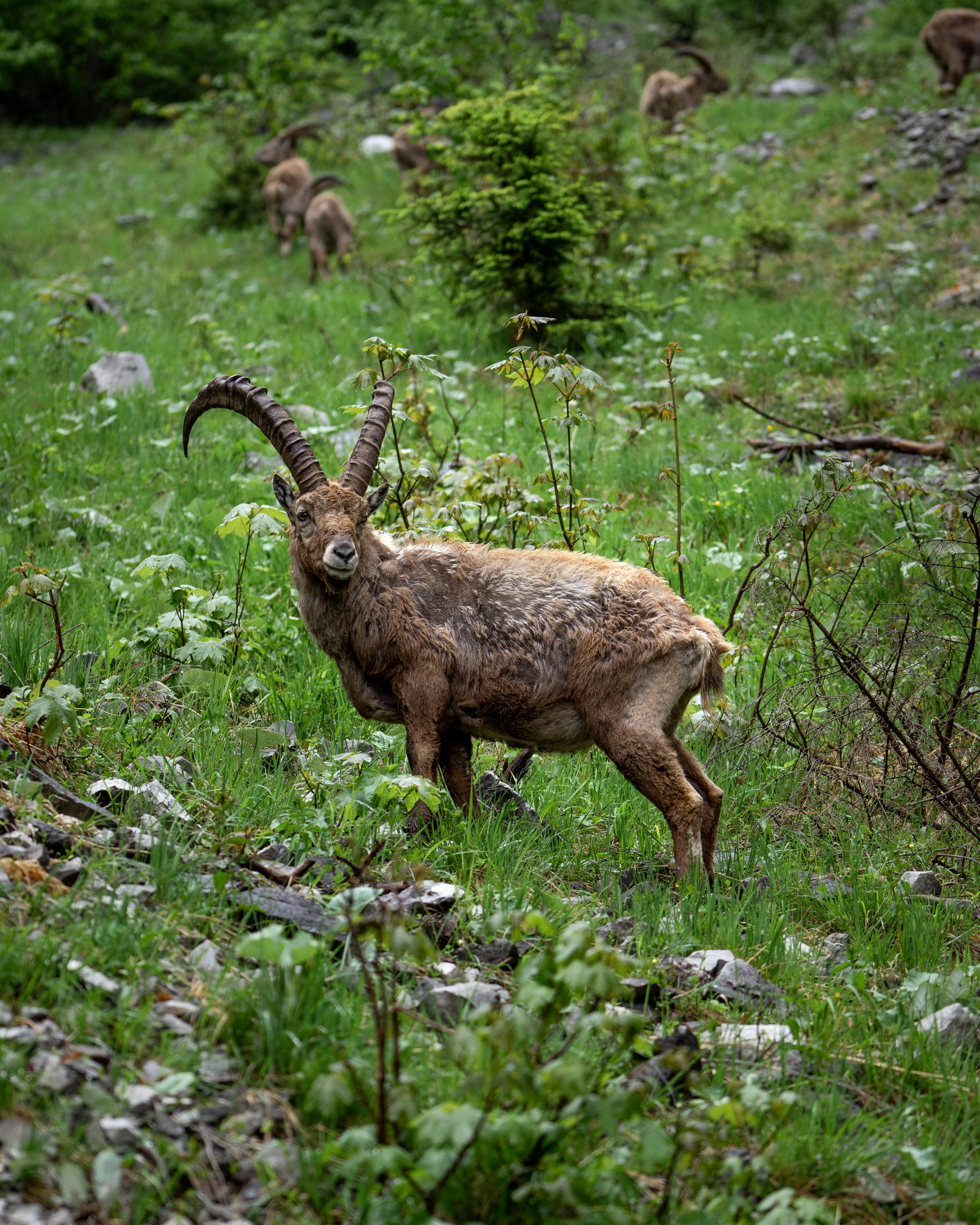 a ram is standing in a field of grass