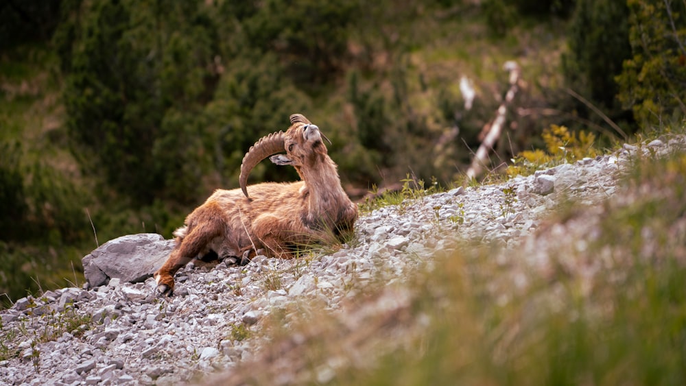 a ram laying down on a rocky hillside