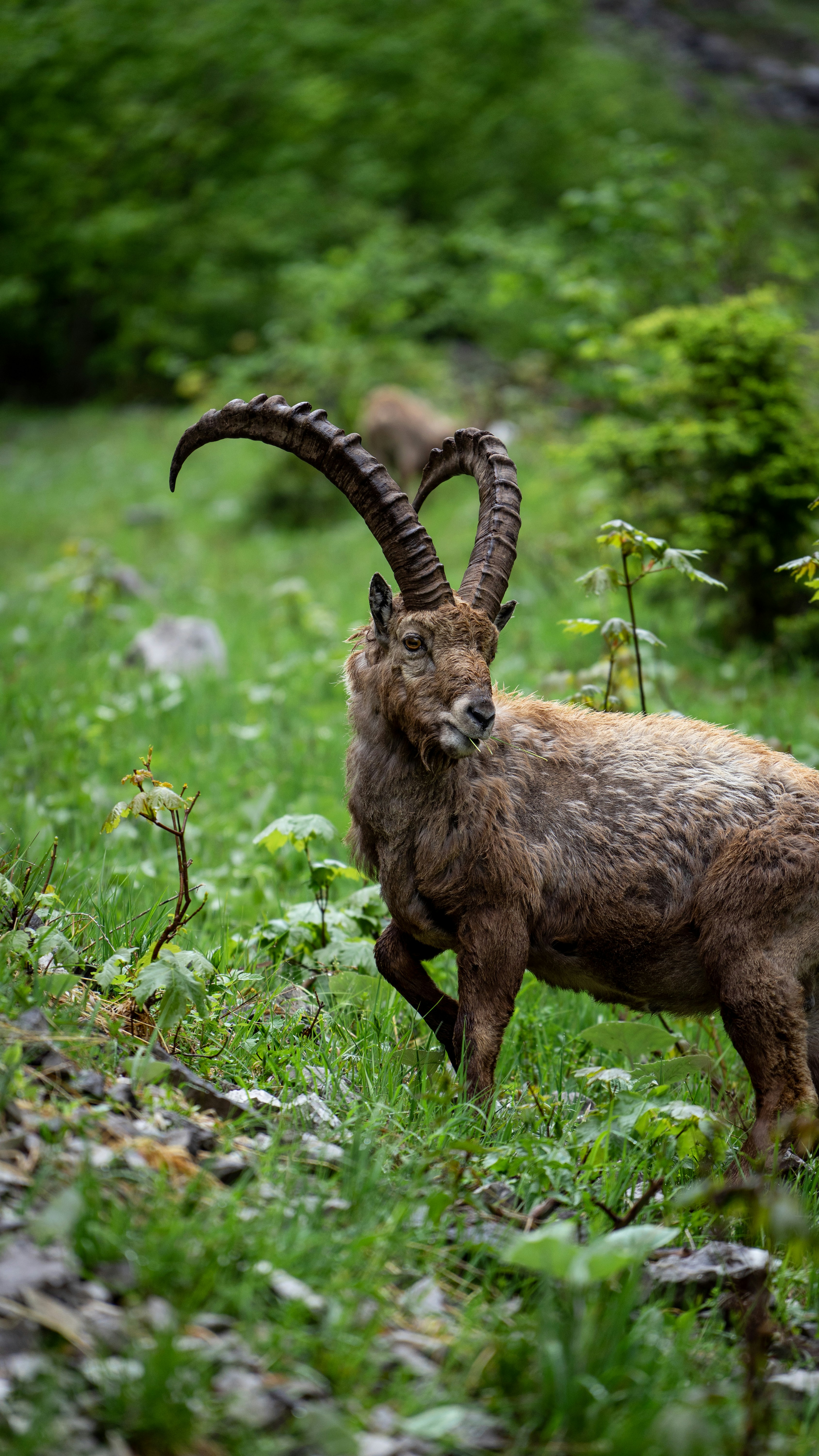 a goat with long horns standing in a field
