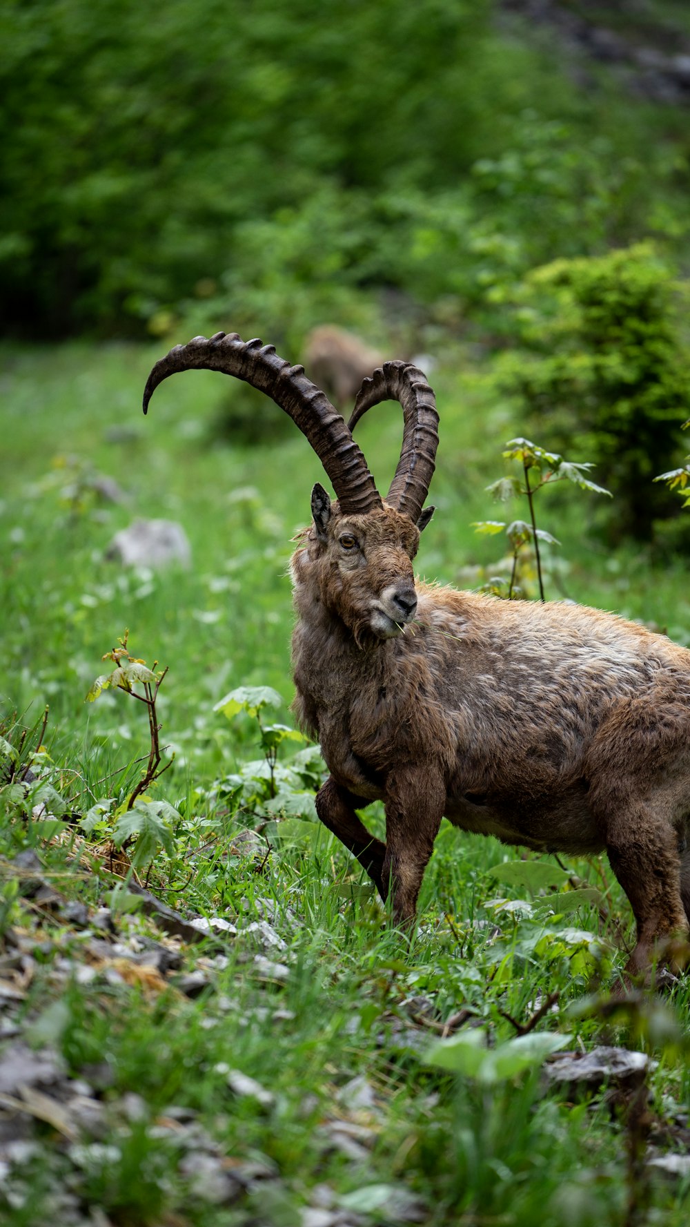 a goat with long horns standing in a field