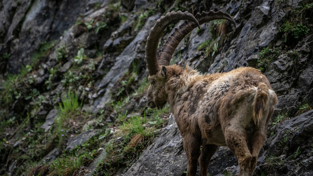 a mountain goat standing on a rocky hillside