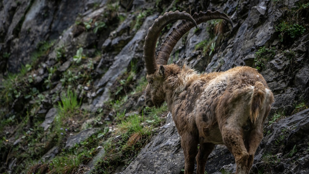 uma cabra da montanha de pé em uma encosta rochosa