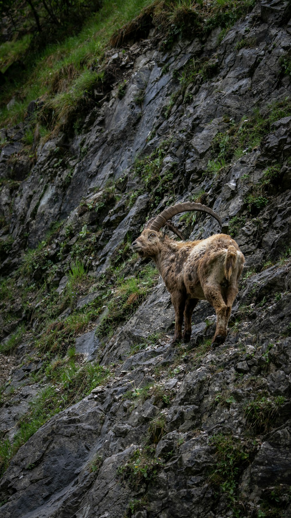 a mountain goat standing on a rocky hillside