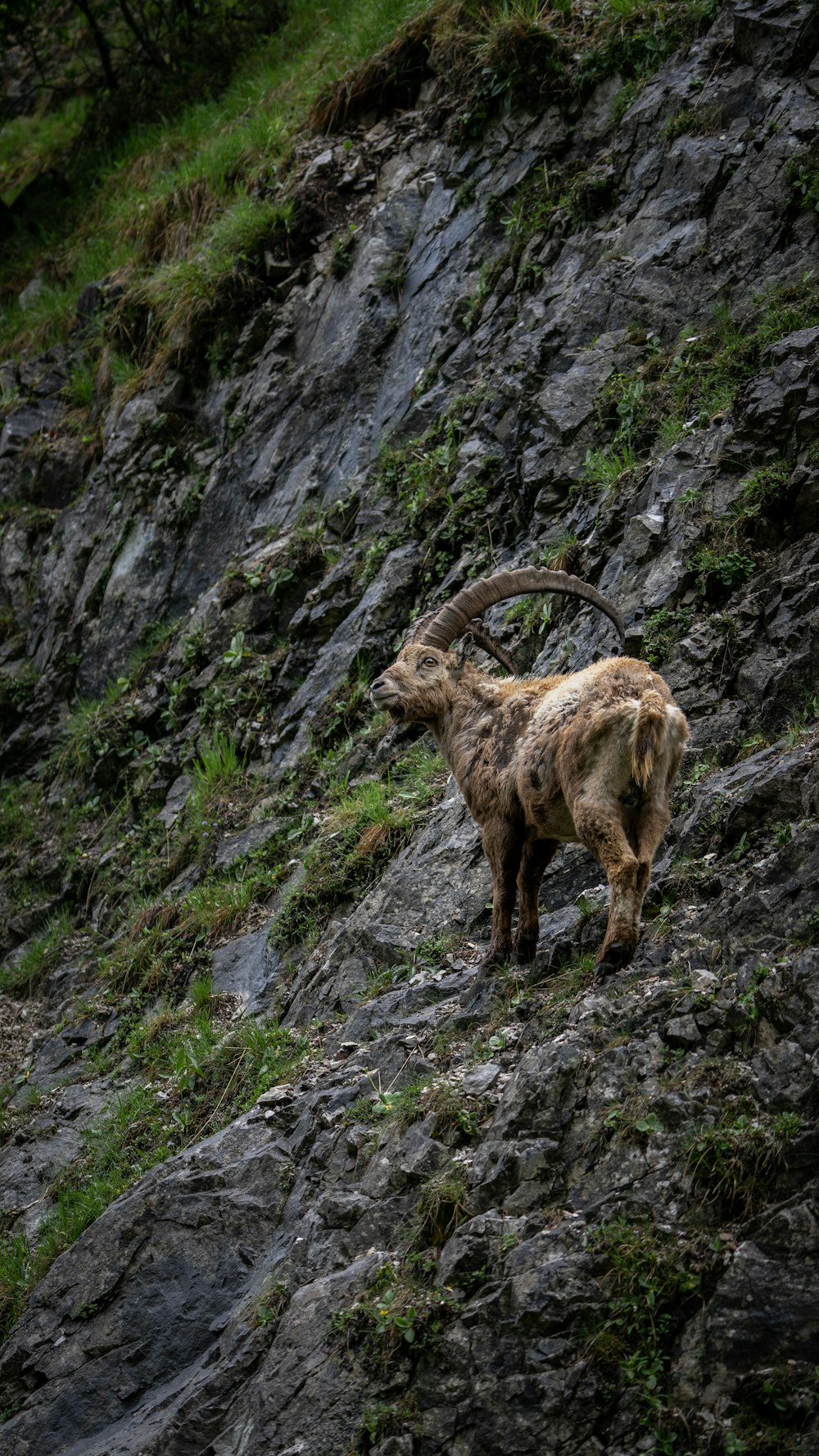 uma cabra da montanha de pé em uma encosta rochosa