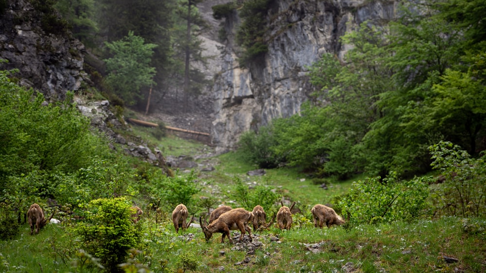 a group of animals walking through a lush green forest