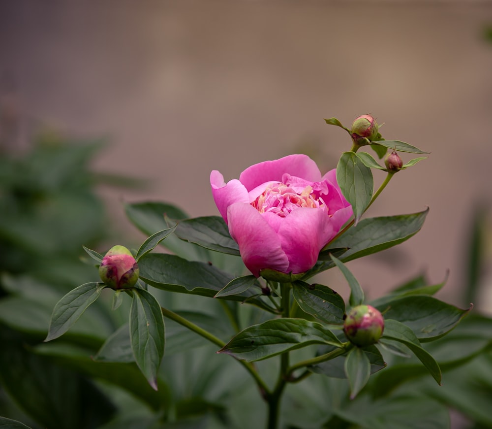 a pink flower is blooming on a bush