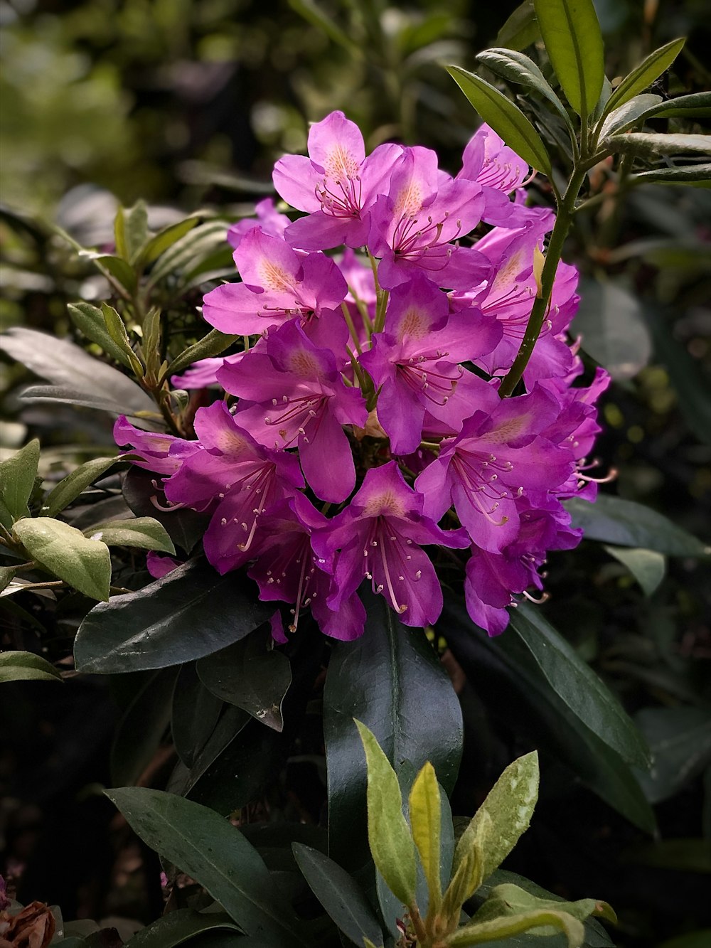 a purple flower with green leaves around it