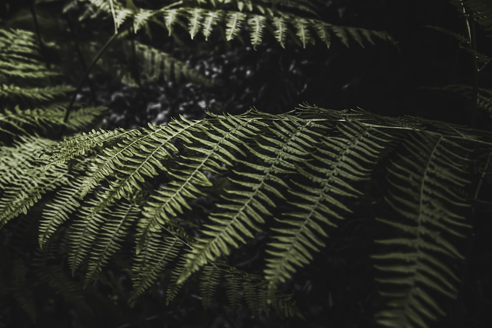 um close up de uma folha de samambaia no escuro