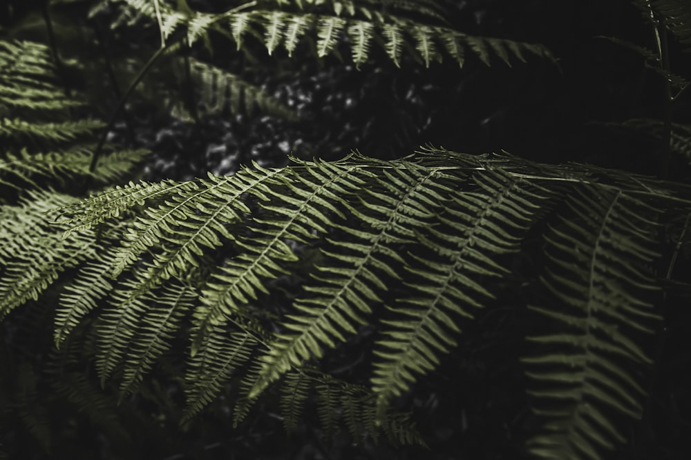 a close up of a fern leaf in the dark