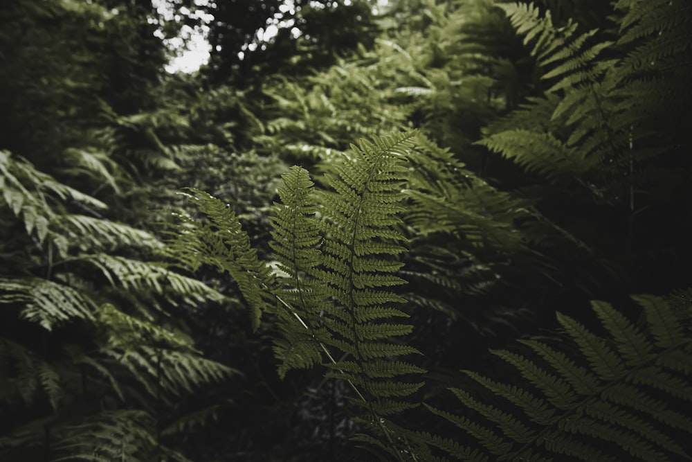 a lush green forest filled with lots of trees