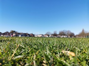 Close-up of a freshly mowed green lawn under a clear blue sky.