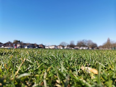 Close-up of a freshly mowed green lawn under a clear blue sky.