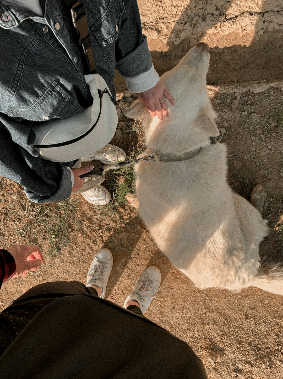person in blue denim jeans and white sneakers standing beside white short coated dog