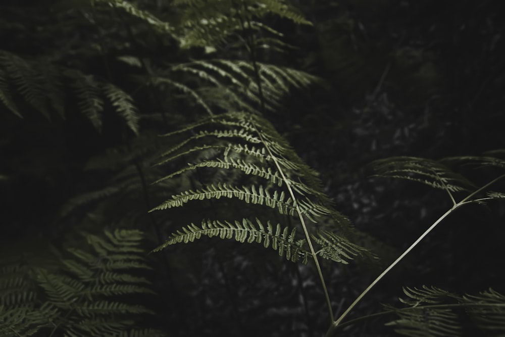 a fern leaf is shown in the dark