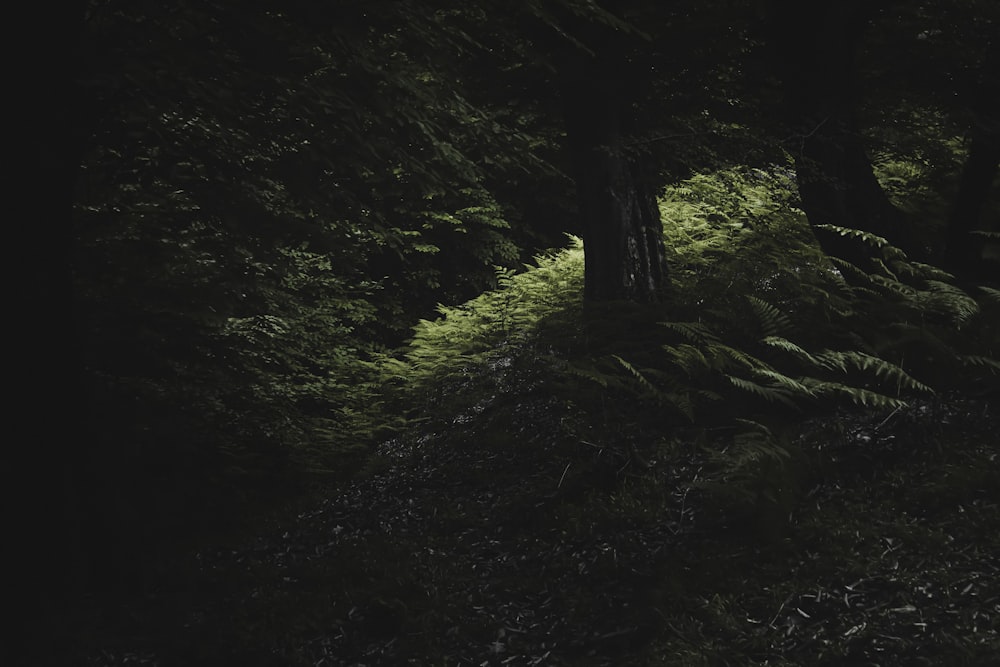 Una foresta oscura piena di molti alberi e felci