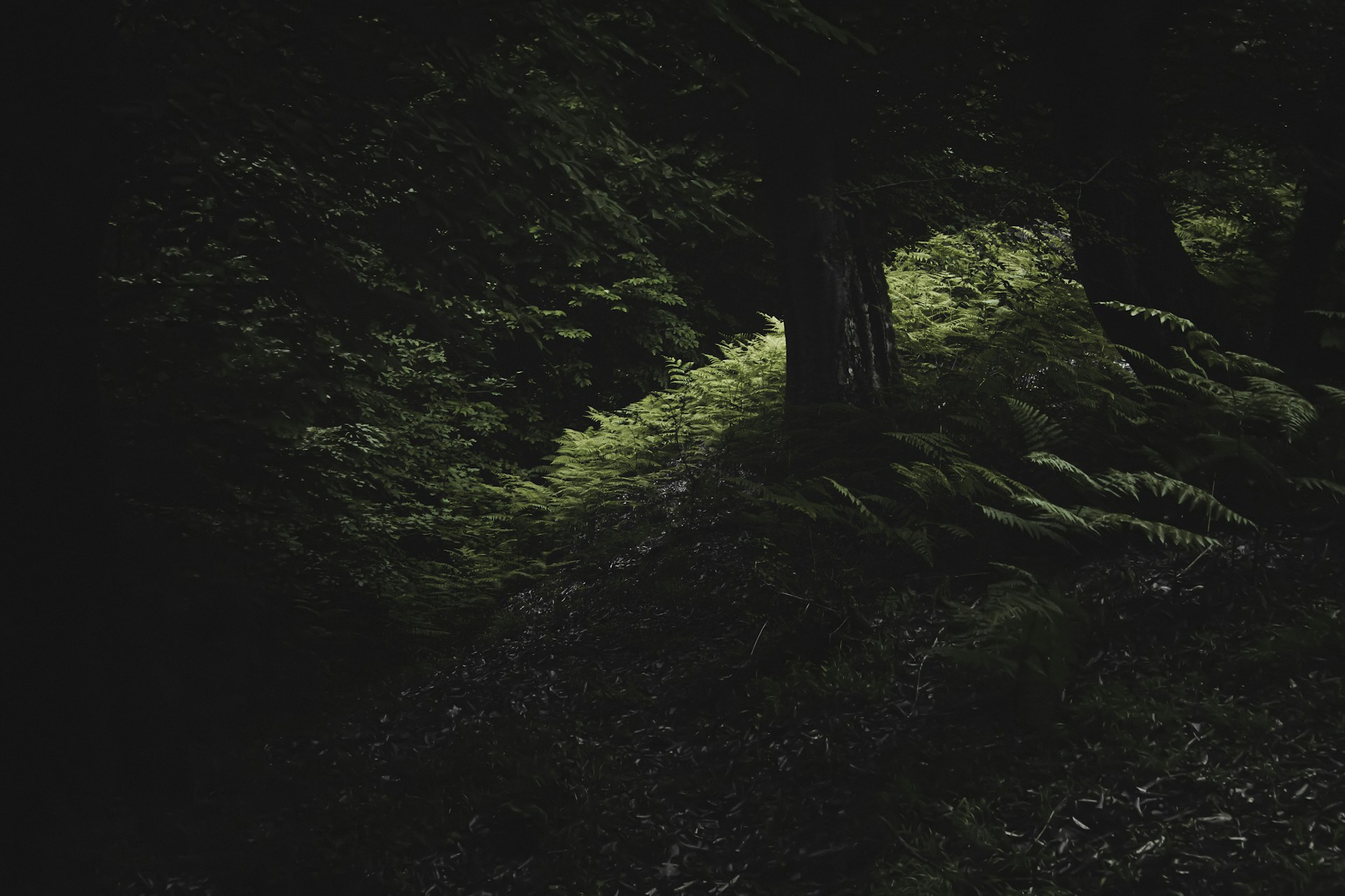 a dark forest filled with lots of trees and ferns