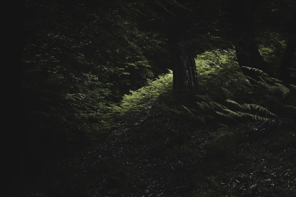 a dark forest filled with lots of trees and ferns