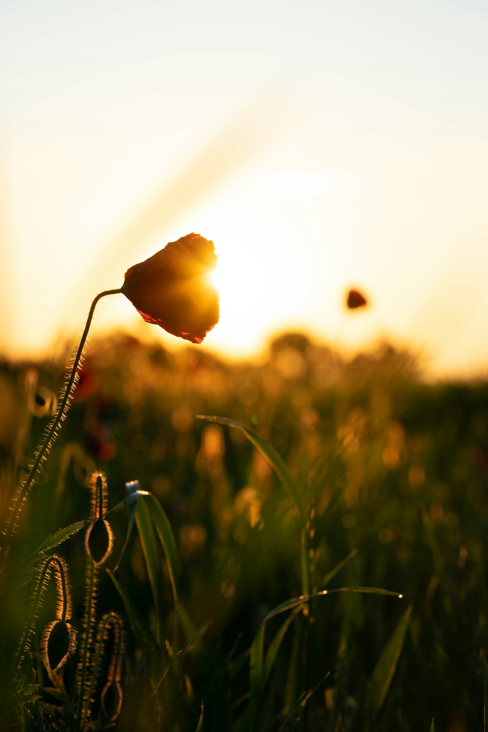 yellow flower in tilt shift lens