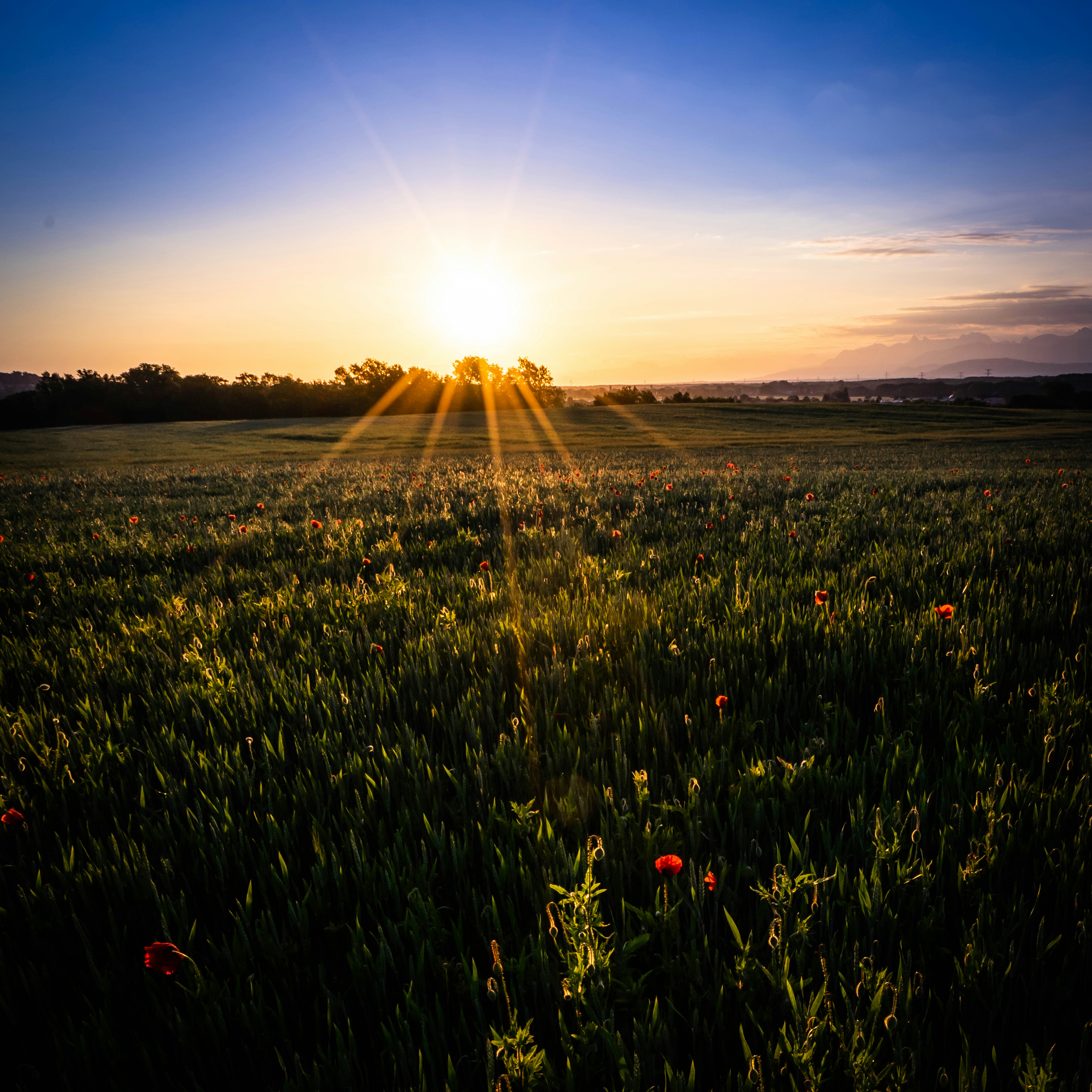 green grass field during sunset