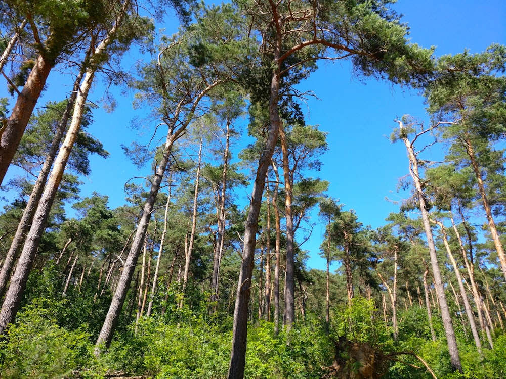 a forest filled with lots of tall trees