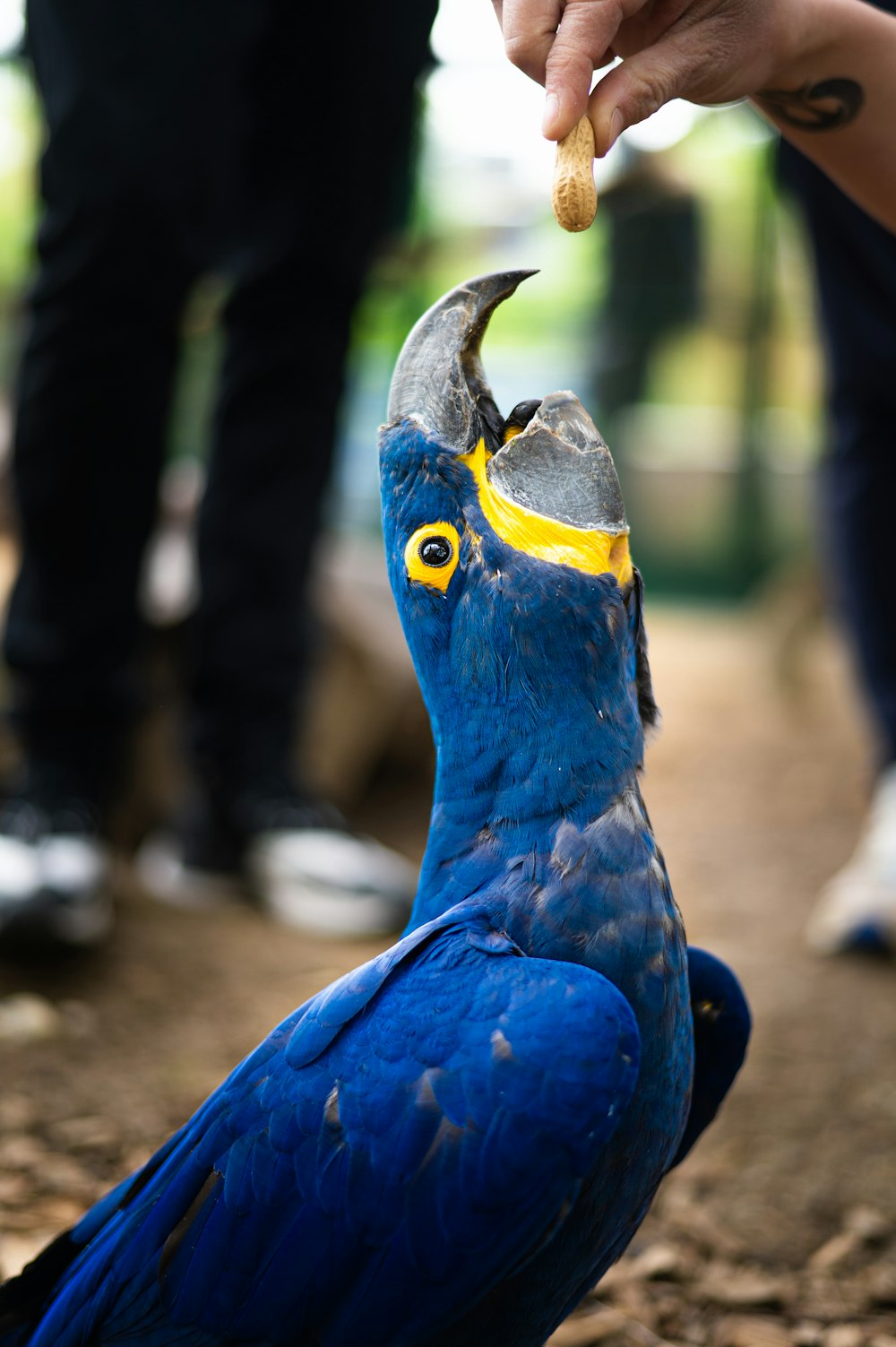 a close up of a bird with a person feeding it