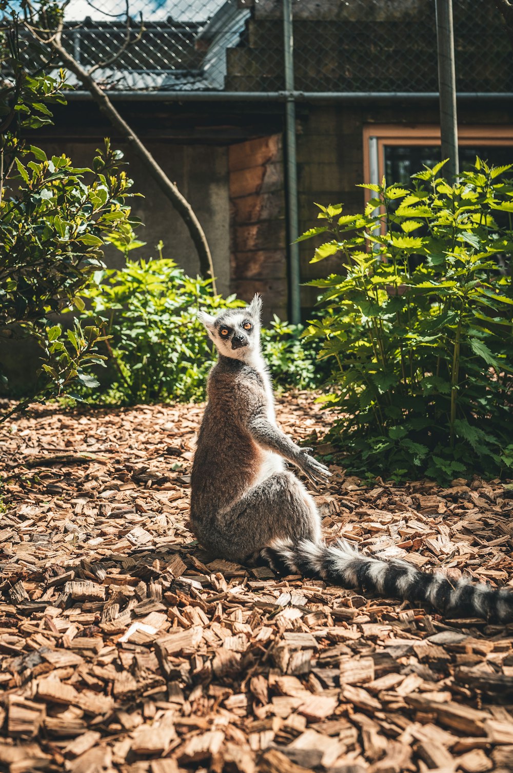 a lemur sitting on the ground in front of a house