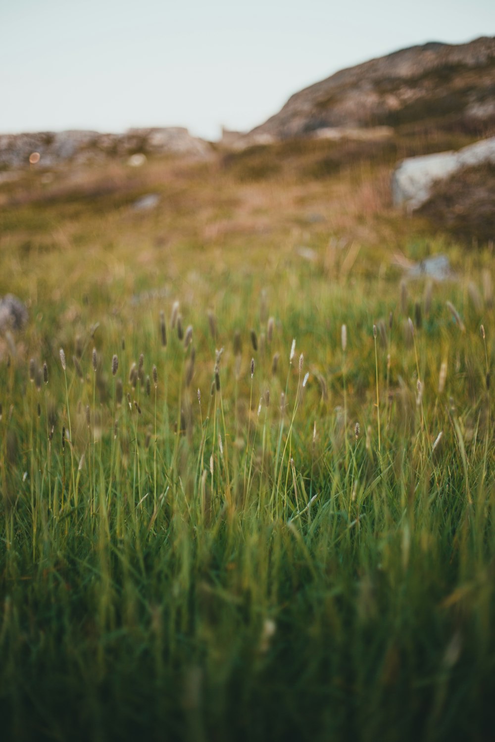 green grass field during daytime