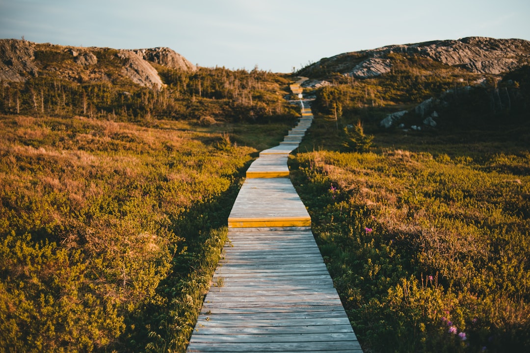 brown wooden pathway between green grass field during daytime