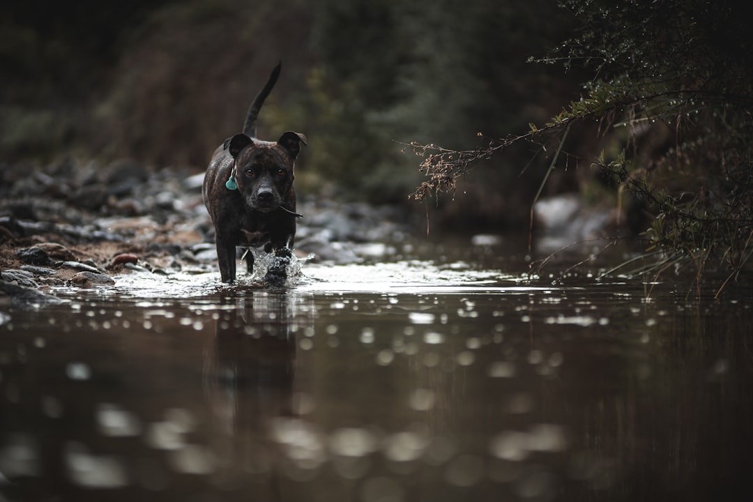 black short coat medium dog running on water during daytime