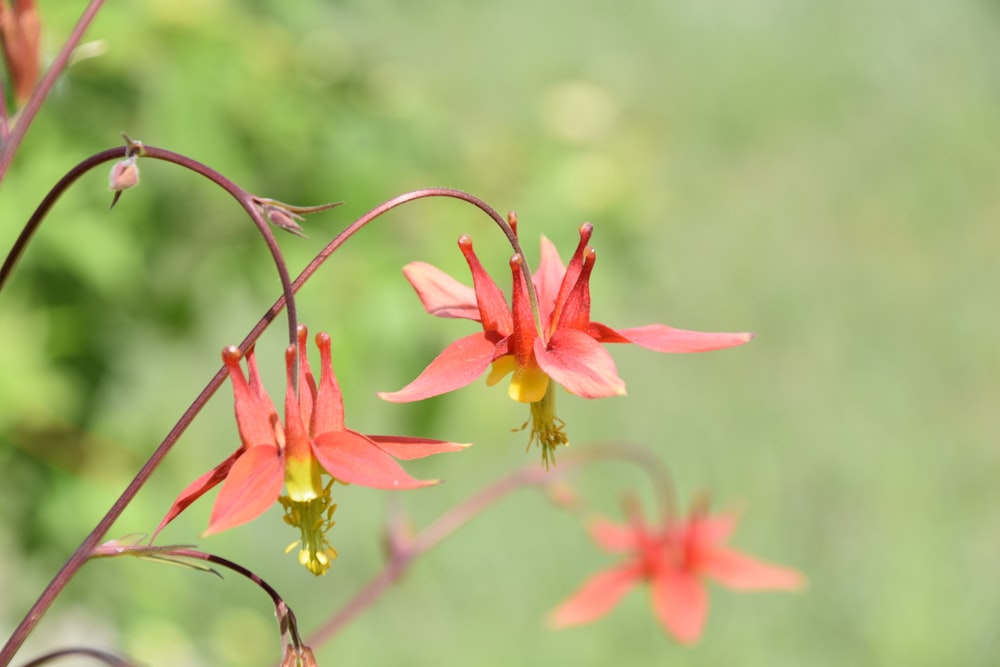 a close up of a flower with a blurry background