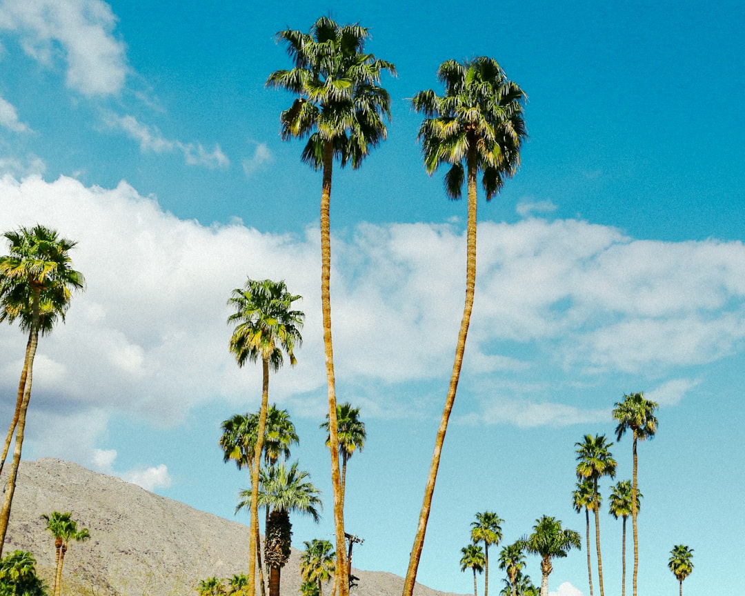 green palm tree on hill under blue sky during daytime