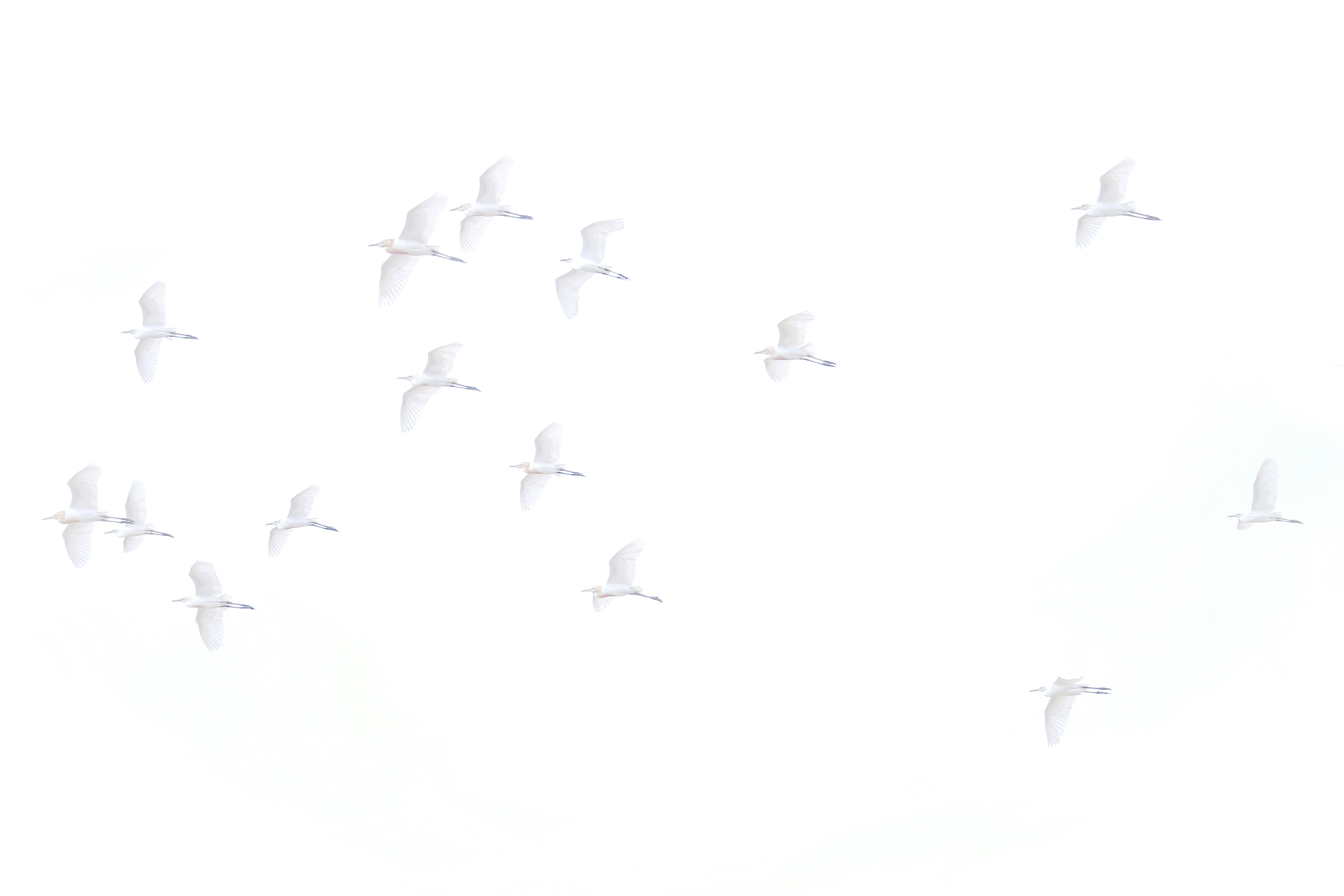 Penggemar marah karena pengisi suara dalam 