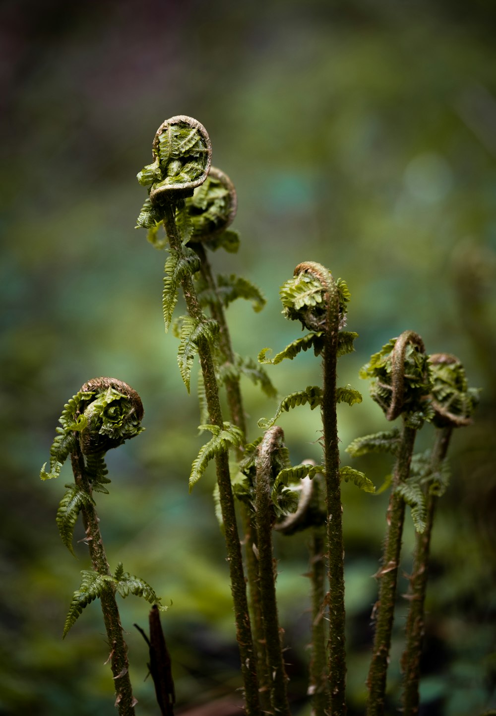 a close up of a plant with moss growing on it