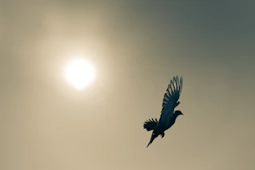 a bird flying in the sky with the sun in the background
