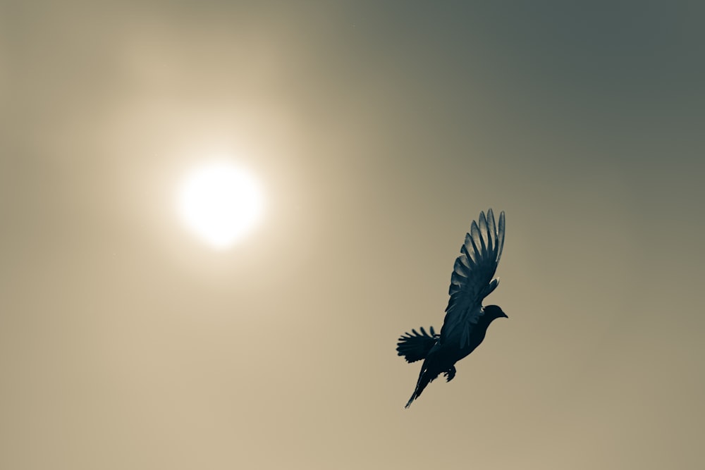 a bird flying in the sky with the sun in the background