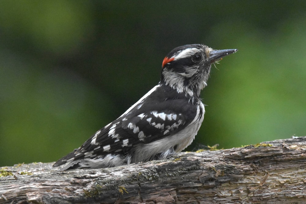 a black and white bird sitting on a tree branch