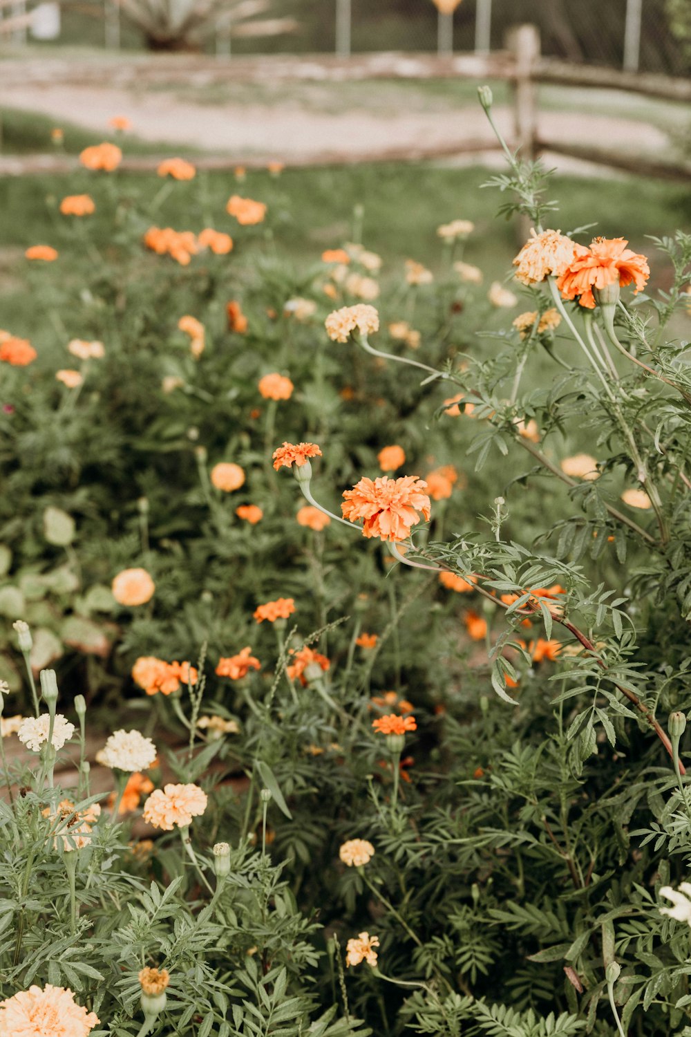 a bunch of flowers that are in the grass