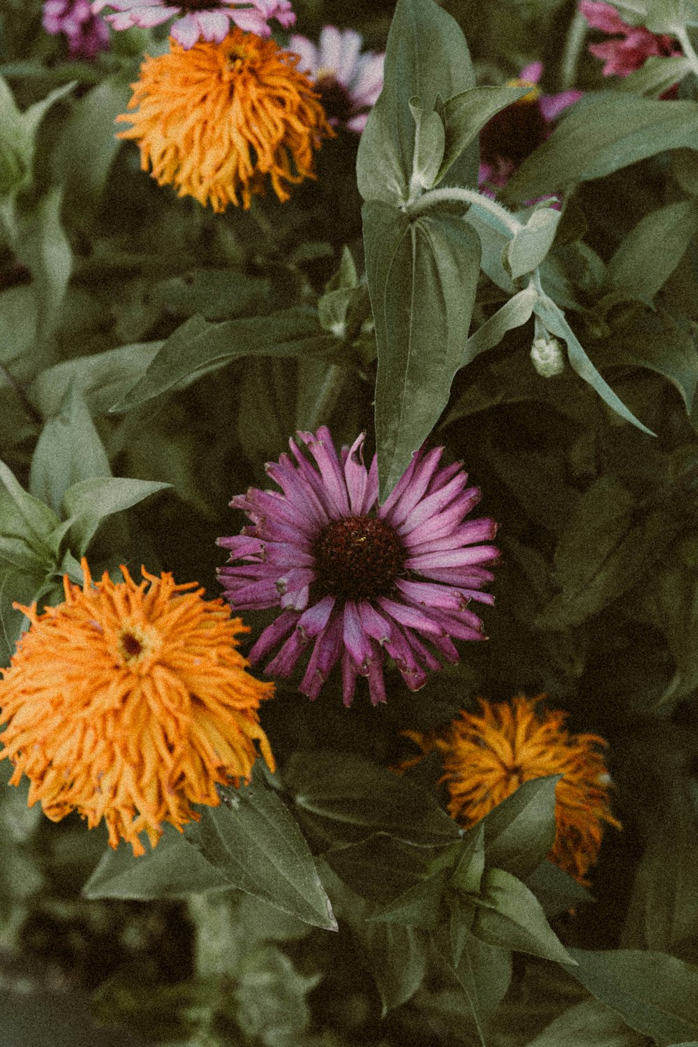 pink and yellow flowers with green leaves