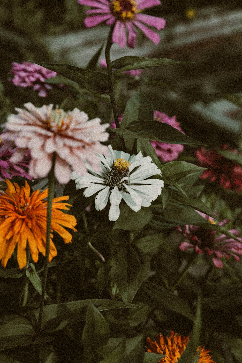 white and pink flower in tilt shift lens