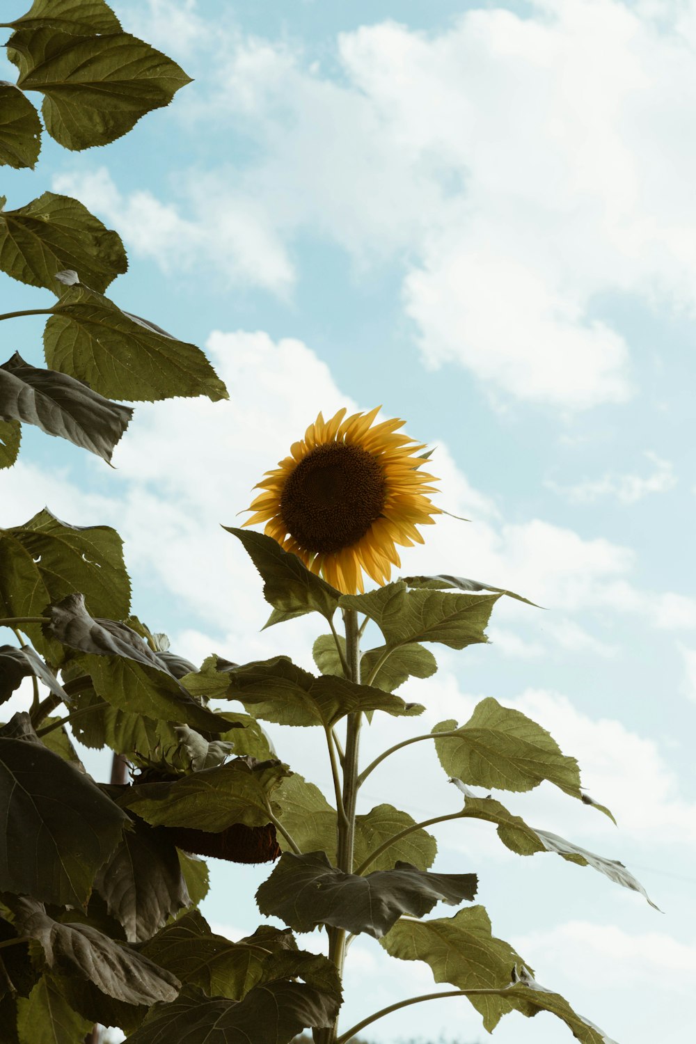 a large sunflower in the middle of a field