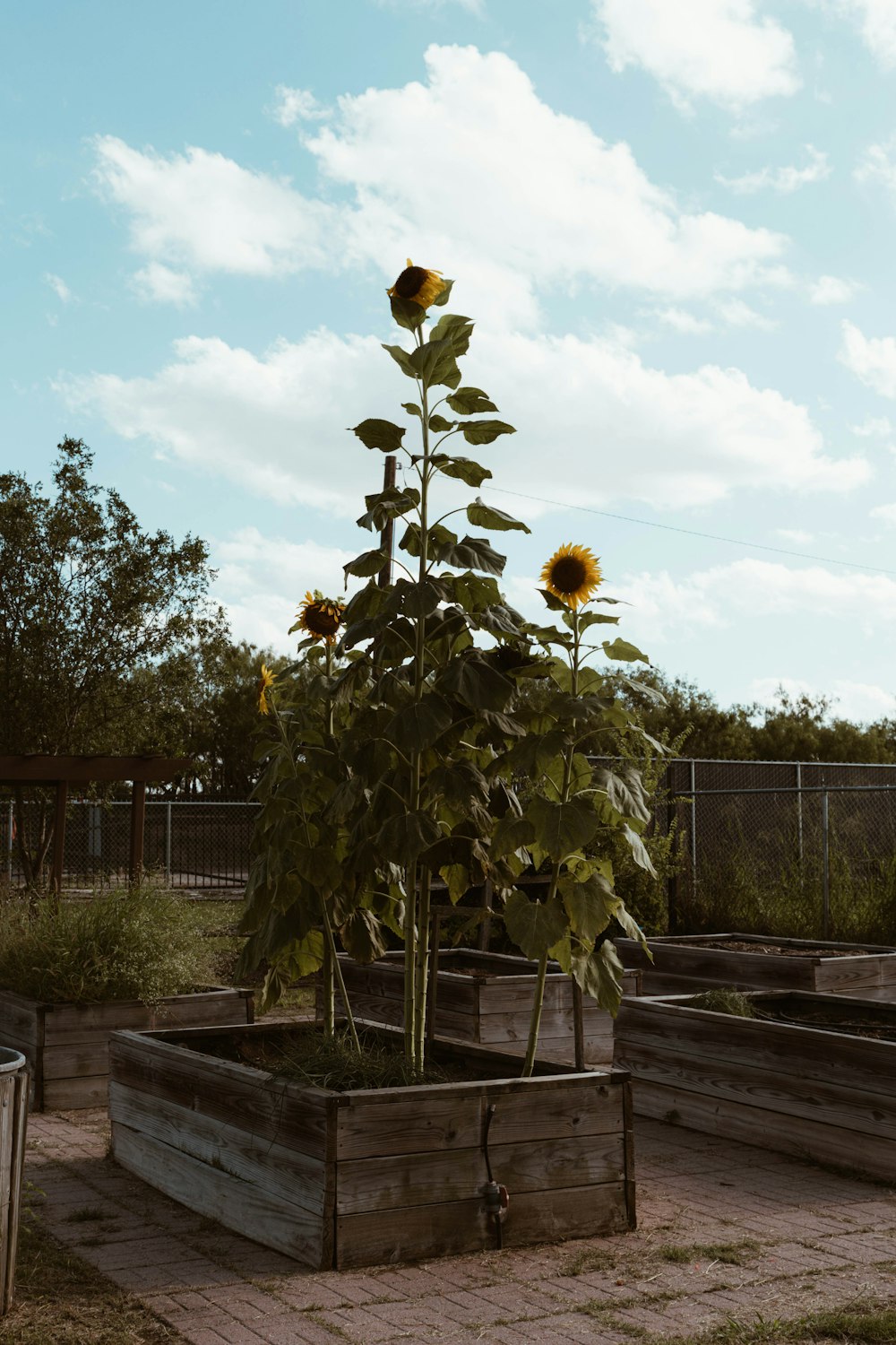 a sunflower is growing in a wooden planter