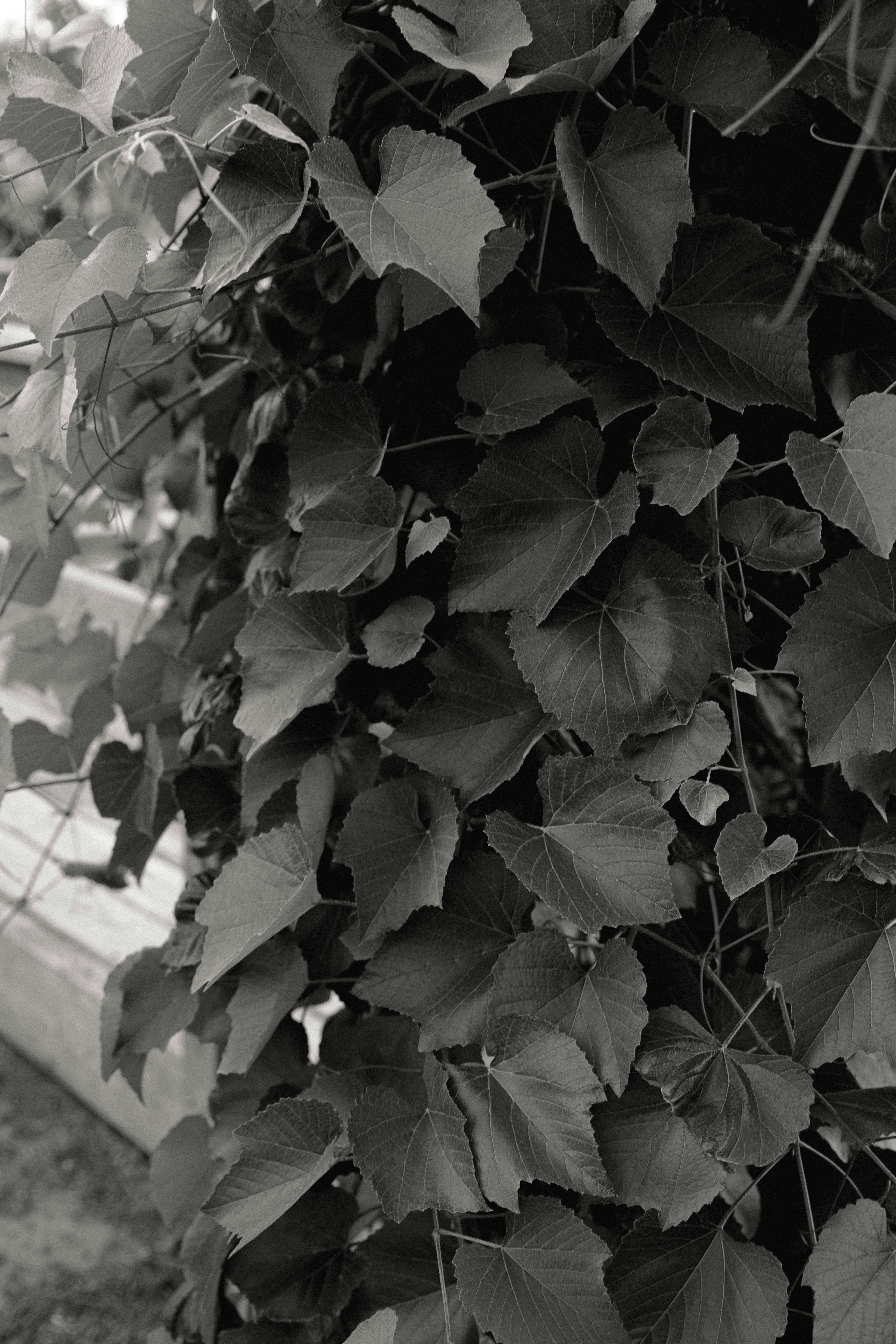 Photo by benignohoyuela