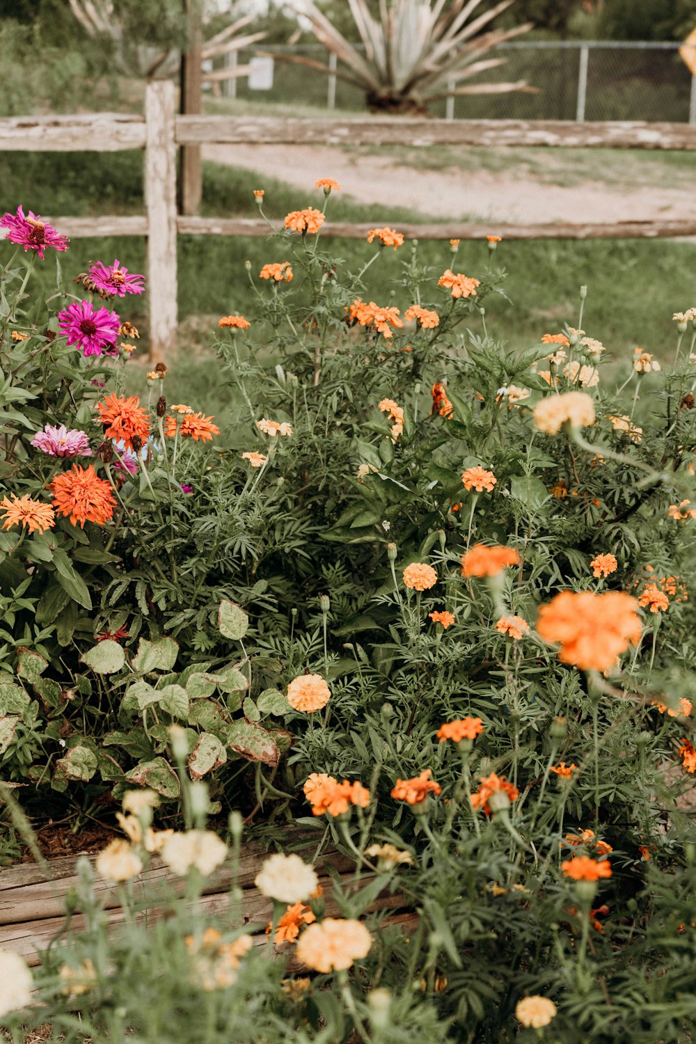 a bunch of flowers that are in the grass