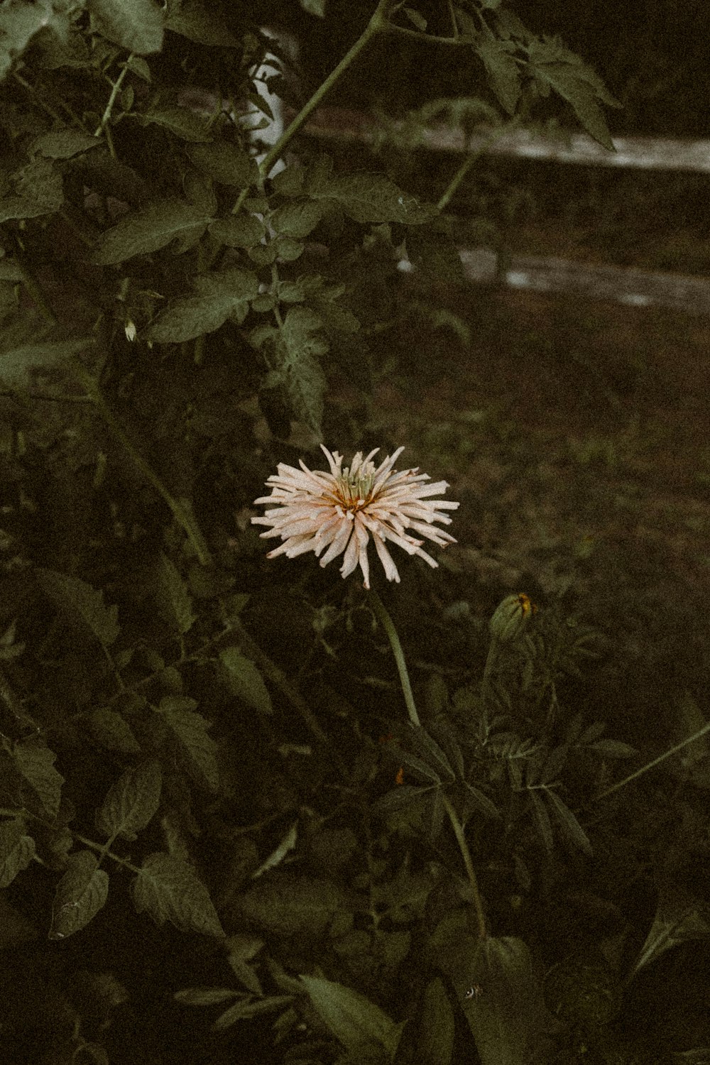 들판 한가운데에 있는 하나의 흰 꽃