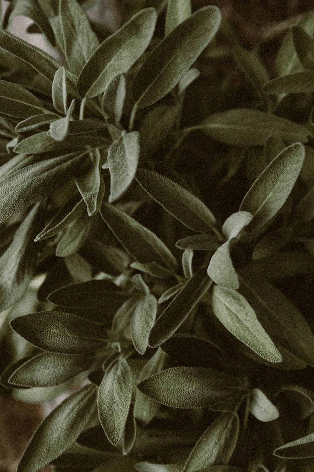 a close up of a plant with green leaves