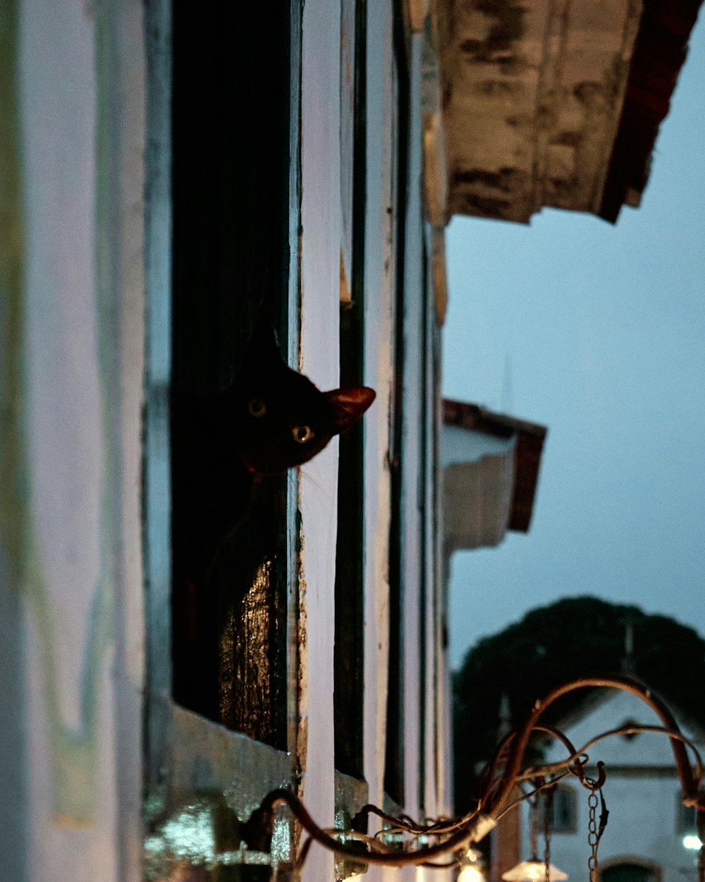 a black cat peeking out of a window