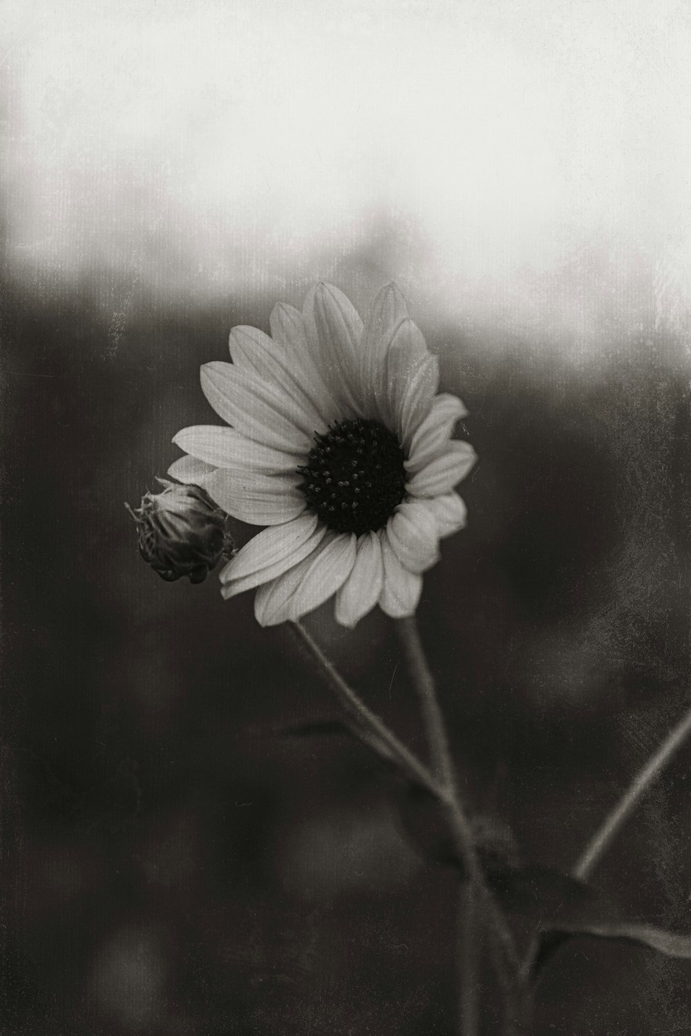 a black and white photo of a sunflower