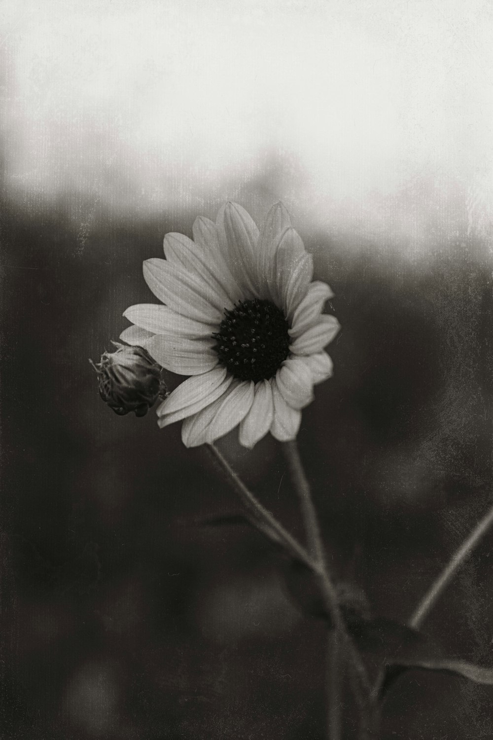 Una foto en blanco y negro de un girasol